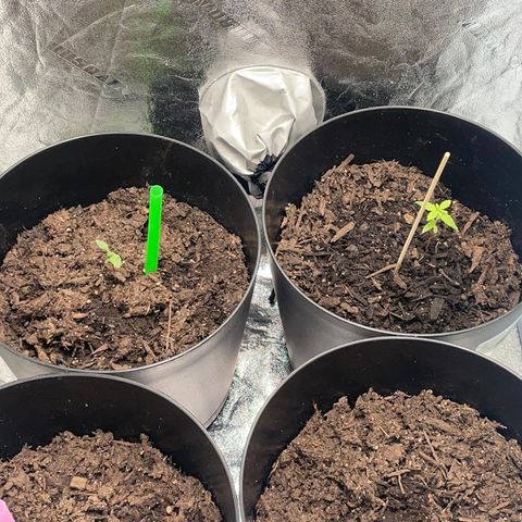 Broadway growlog timeline photo