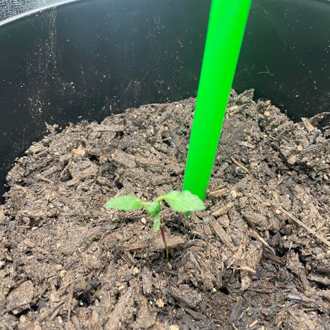 Broadway growlog timeline photo