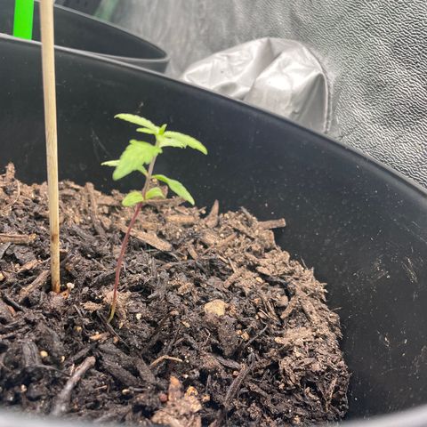Broadway growlog timeline photo