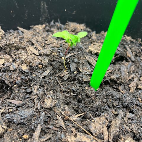 Broadway growlog timeline photo