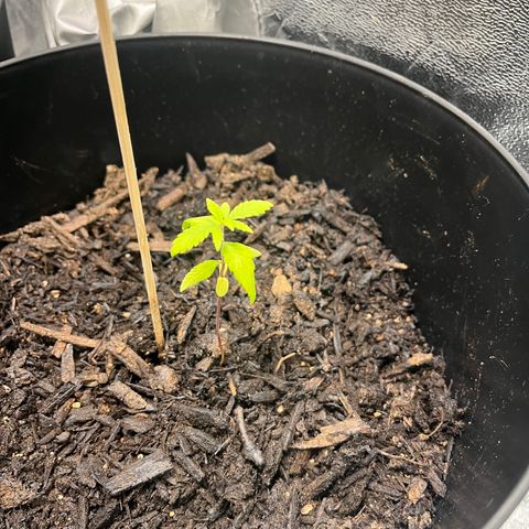 Broadway growlog timeline photo