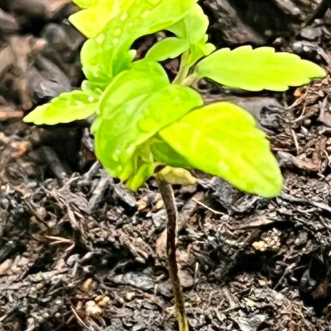 Broadway growlog timeline photo