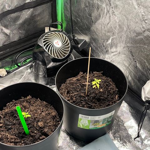 Broadway growlog timeline photo