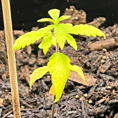 Broadway growlog timeline photo
