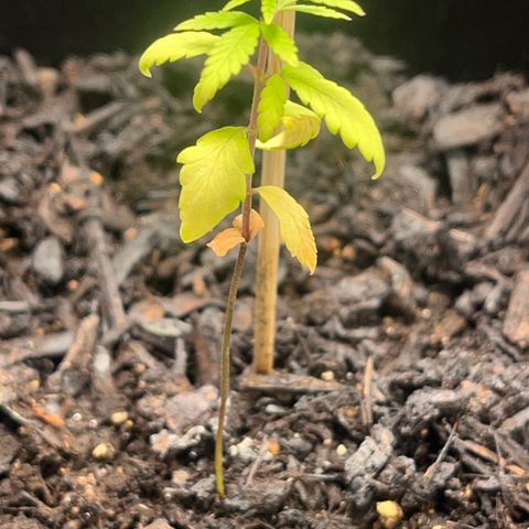 Broadway growlog timeline photo