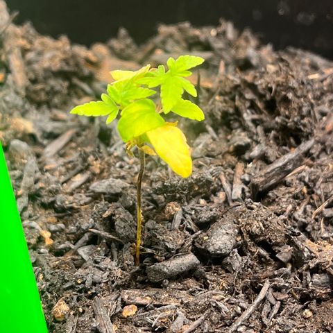 Broadway growlog timeline photo