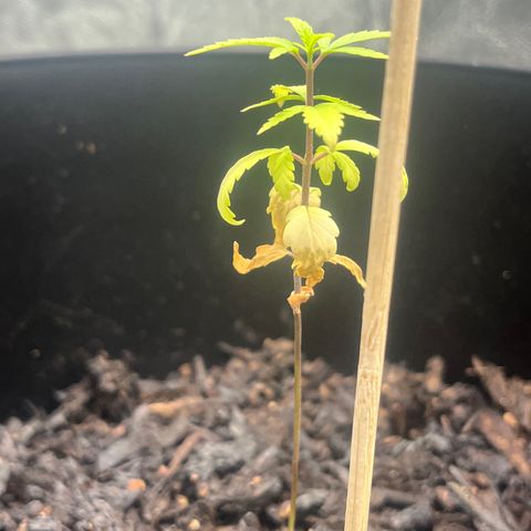 Broadway growlog timeline photo