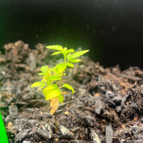 Broadway growlog timeline photo