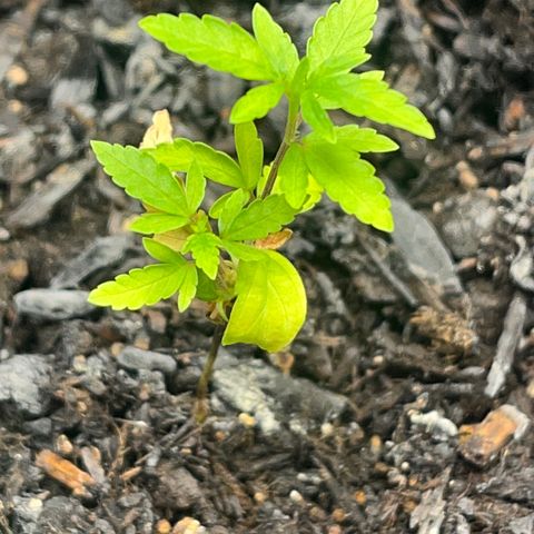 Broadway growlog timeline photo