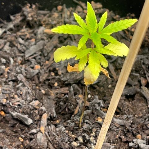 Broadway growlog timeline photo