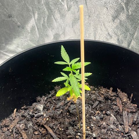 Broadway growlog timeline photo