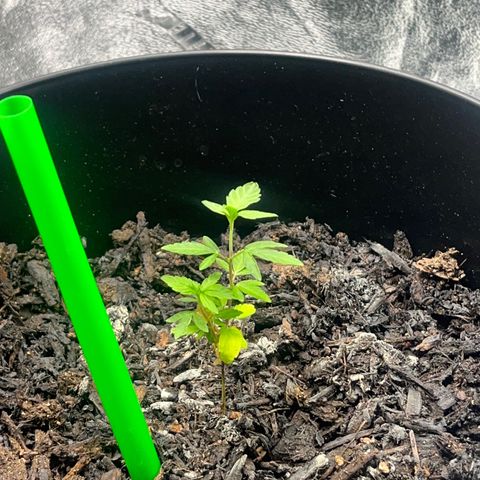Broadway growlog timeline photo