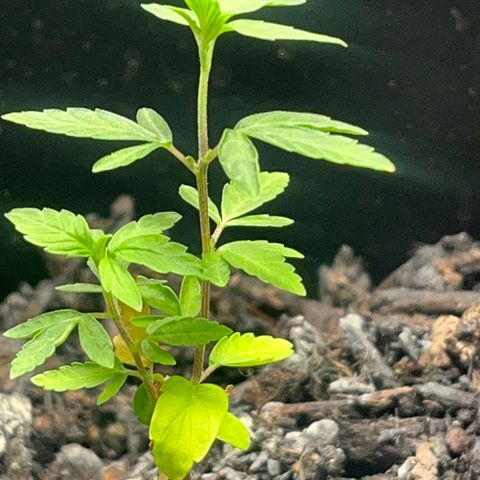 Broadway growlog timeline photo