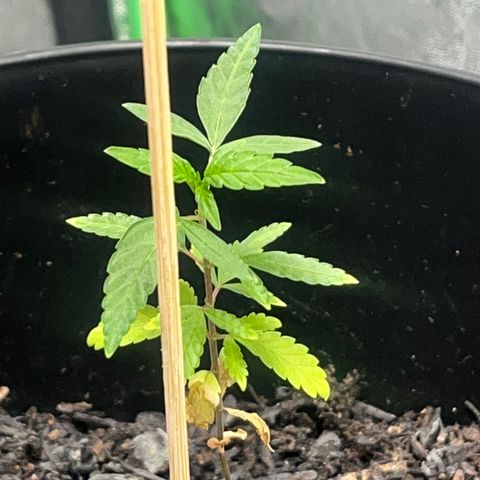 Broadway growlog timeline photo