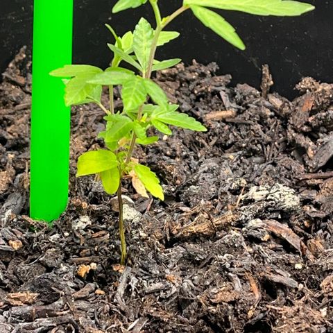 Broadway growlog timeline photo