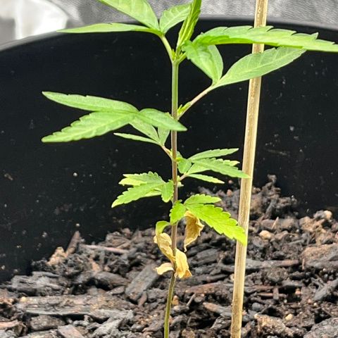 Broadway growlog timeline photo