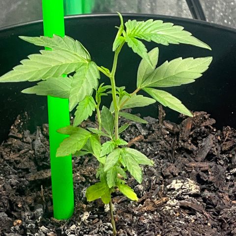 Broadway growlog timeline photo