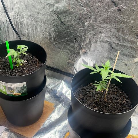 Broadway growlog timeline photo