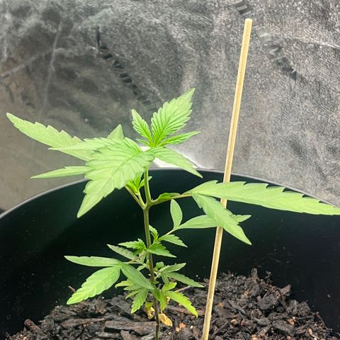 Broadway growlog timeline photo
