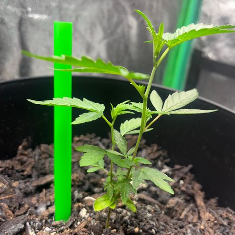 Broadway growlog timeline photo
