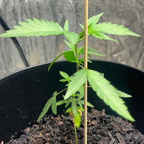 Broadway growlog timeline photo