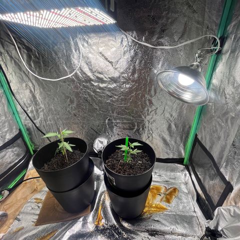Broadway growlog timeline photo