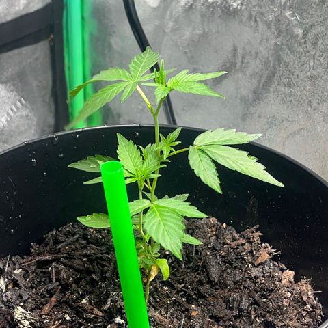 Broadway growlog timeline photo