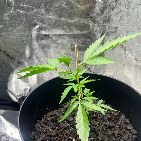 Broadway growlog timeline photo