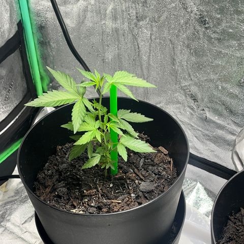 Broadway growlog timeline photo
