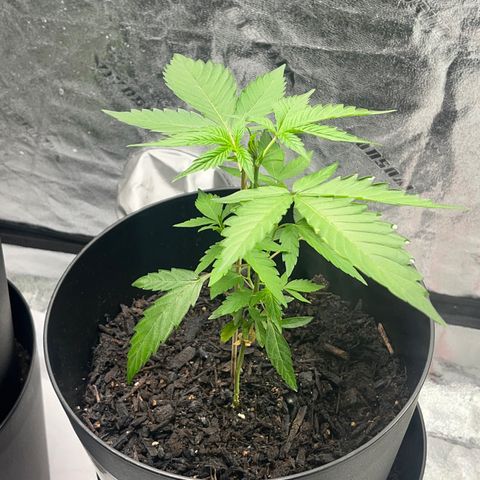 Broadway growlog timeline photo