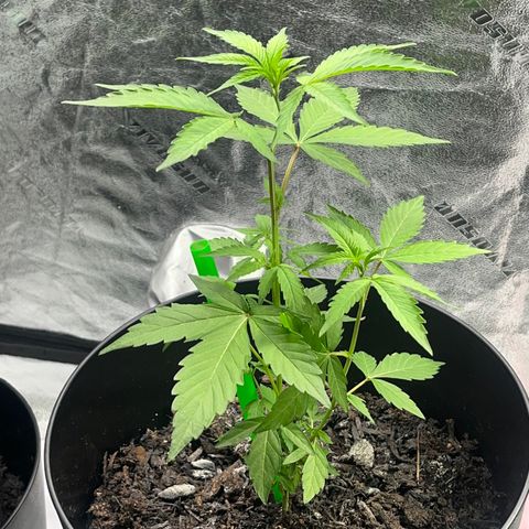 Broadway growlog timeline photo