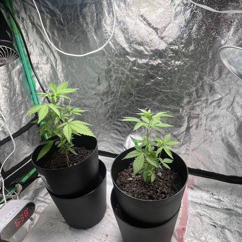 Broadway growlog timeline photo
