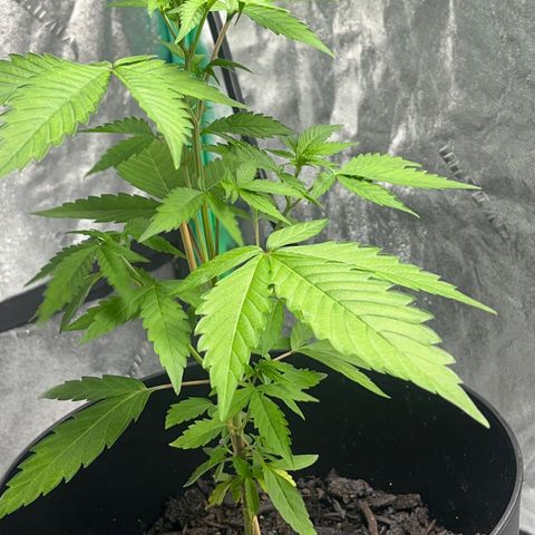 Broadway growlog timeline photo