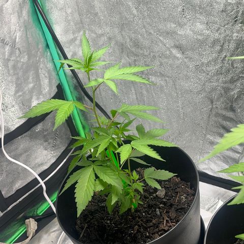 Broadway growlog timeline photo