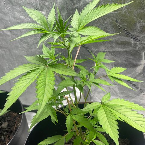 Broadway growlog timeline photo
