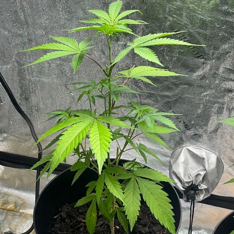 Broadway growlog timeline photo