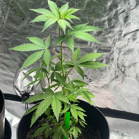 Broadway growlog timeline photo