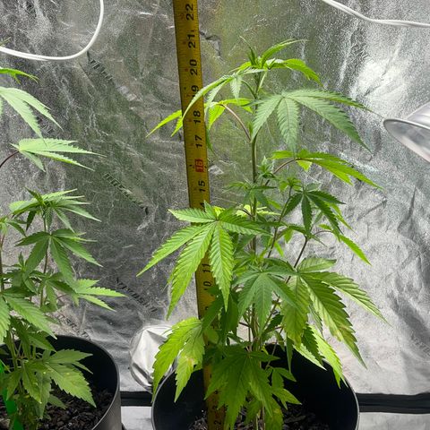 Broadway growlog timeline photo