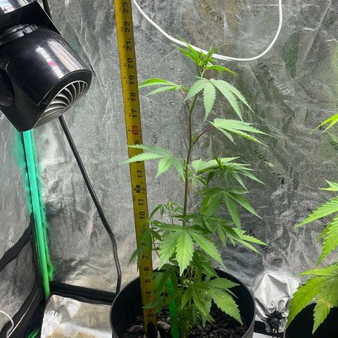 Broadway growlog timeline photo