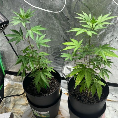 Broadway growlog timeline photo