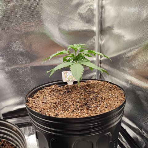 Mandarine Cream Auto growlog timeline photo