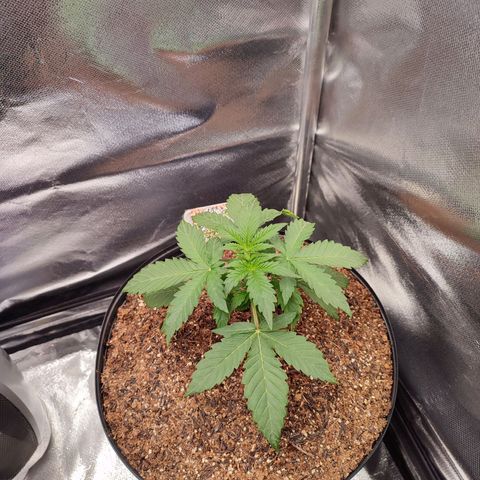 Mandarine Cream Auto growlog timeline photo
