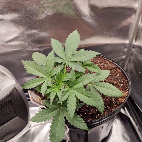 Mandarine Cream Auto growlog timeline photo