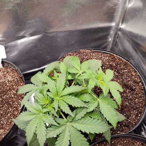 Mandarine Cream Auto growlog timeline photo