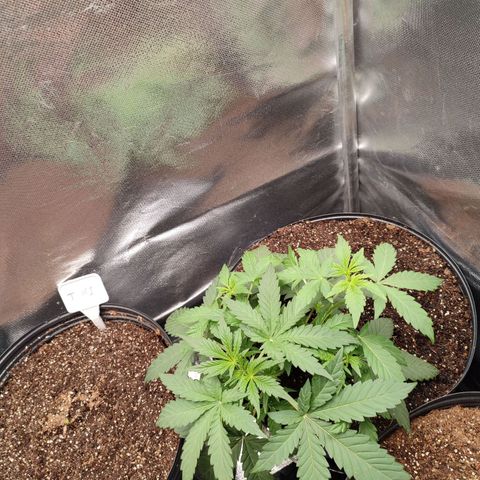 Mandarine Cream Auto growlog timeline photo