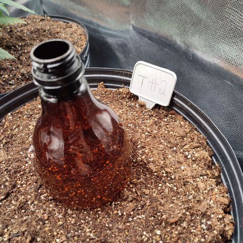 Black Dom XXL Auto growlog timeline photo