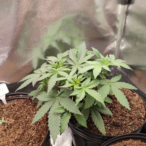 Mandarine Cream Auto growlog timeline photo