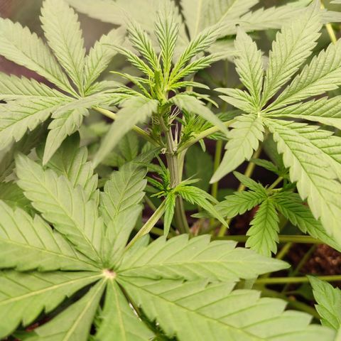 Mandarine Cream Auto growlog photo: Floração chegando