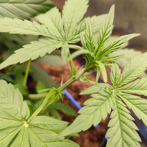 Mandarine Cream Auto growlog photo: Floração chegando
