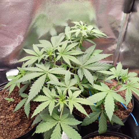 Mandarine Cream Auto growlog photo: Floração chegando